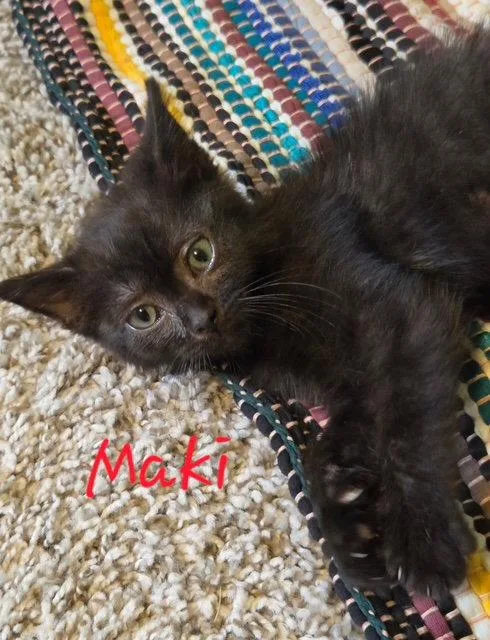 Maki thumbnail 3