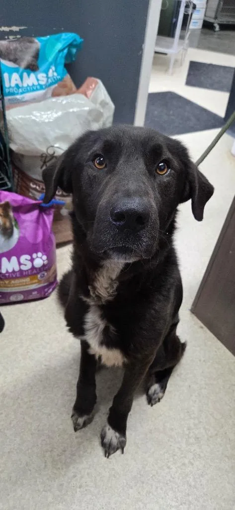 A young medium-sized male Black Labrador Retriever dog named Hendrick for adoption in Virginia, MN