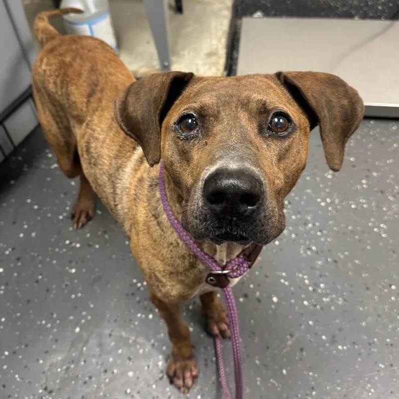 An adult large-sized male Brown / Chocolate Mixed Breed dog named Tumford for adoption in Columbiana, AL