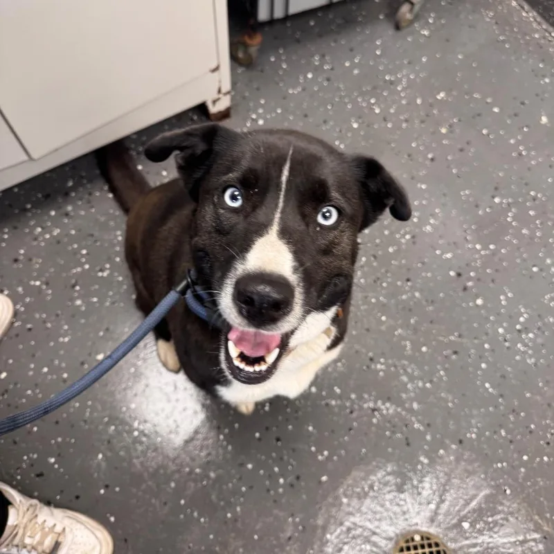 An adult medium-sized female Black Mixed Breed dog named Cassidy for adoption in Columbiana, AL
