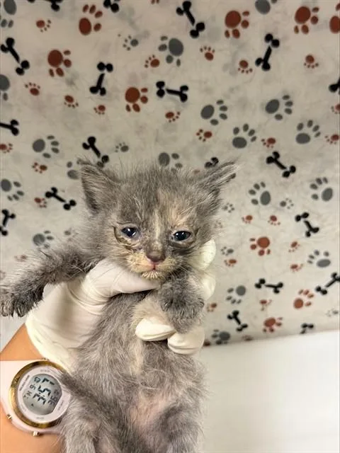 A baby small-sized female Domestic Short Hair cat named Paisley for adoption in Riverside, CA