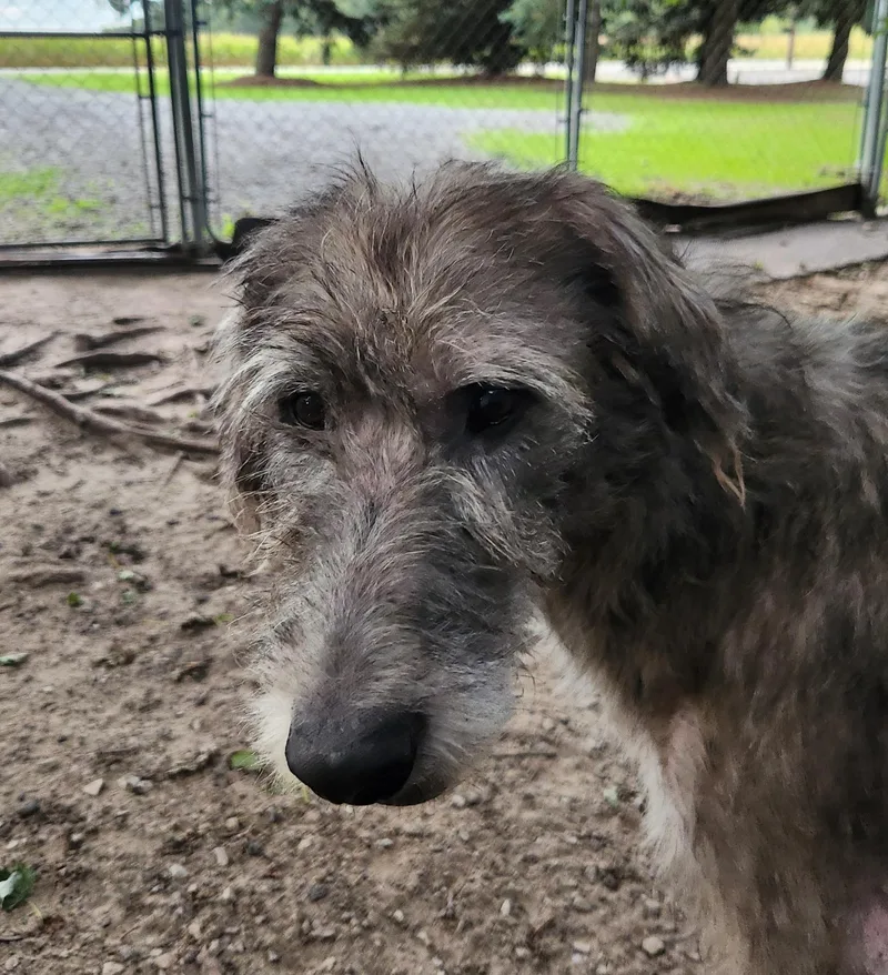 A young extra large-sized female Gray / Blue / Silver Irish Wolfhound dog named Maggie for adoption in Liberty Center, OH
