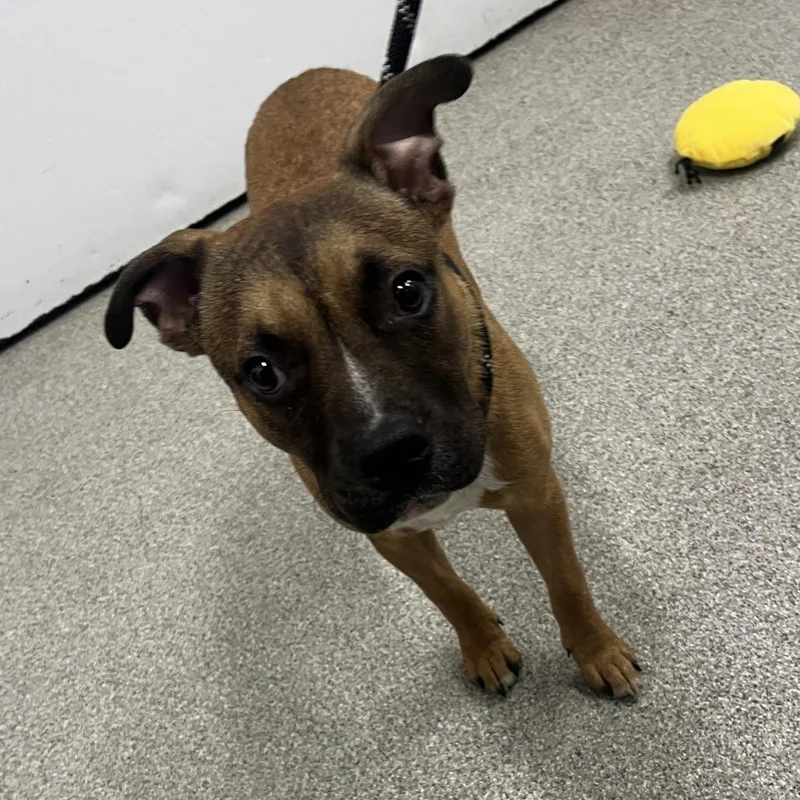 A young medium-sized male Brown / Chocolate Mixed Breed dog named Evel Knievel for adoption in Matteson, IL