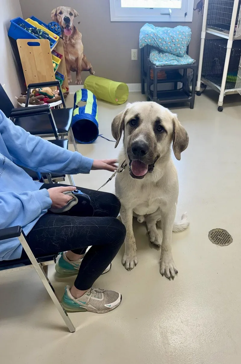 A young large-sized male Mastiff dog named Sunny for adoption in Mattoon, IL