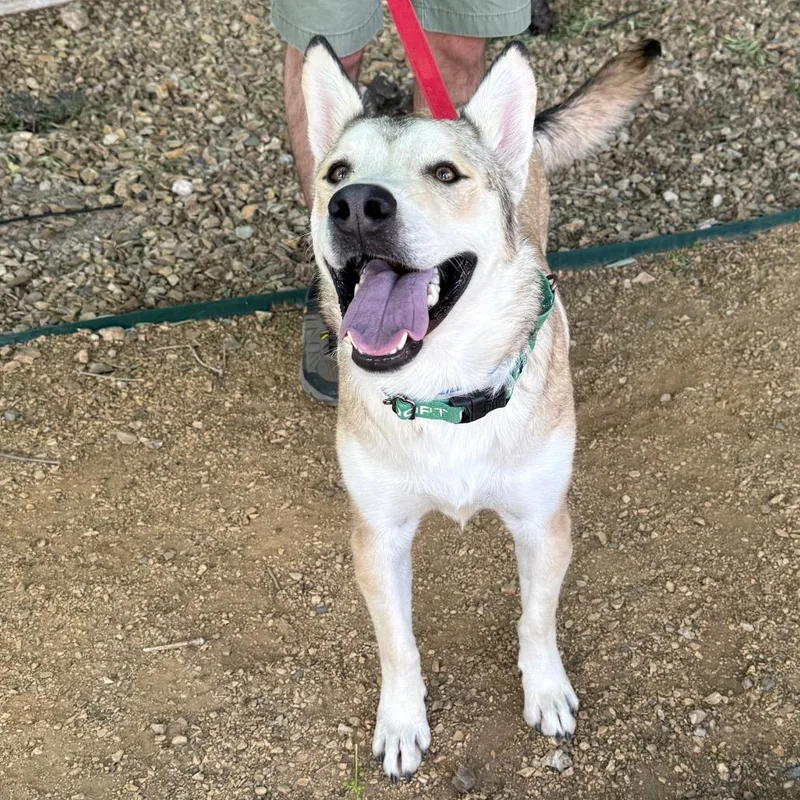 Gorgonzola