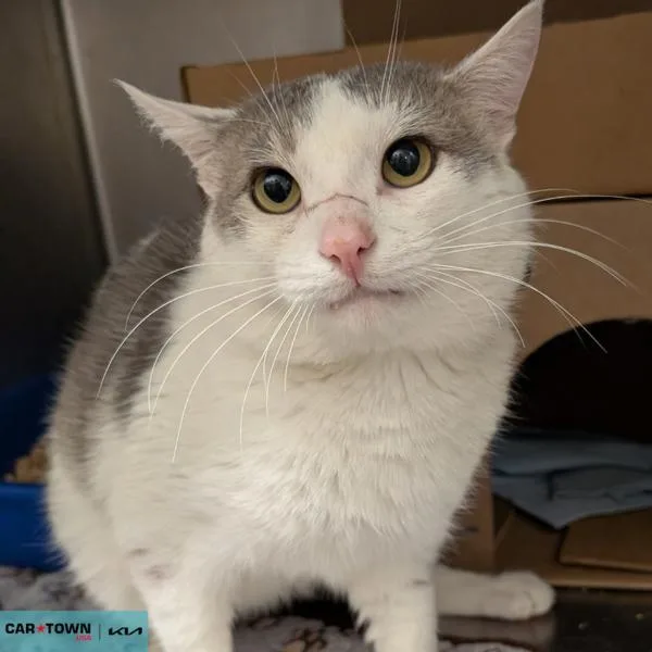 Pro Skater Tony Hawk