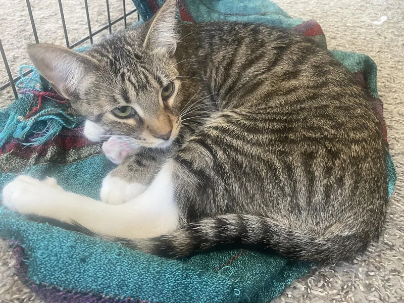 A baby medium-sized female Tabby cat named Pixie for adoption in Glendale, AZ