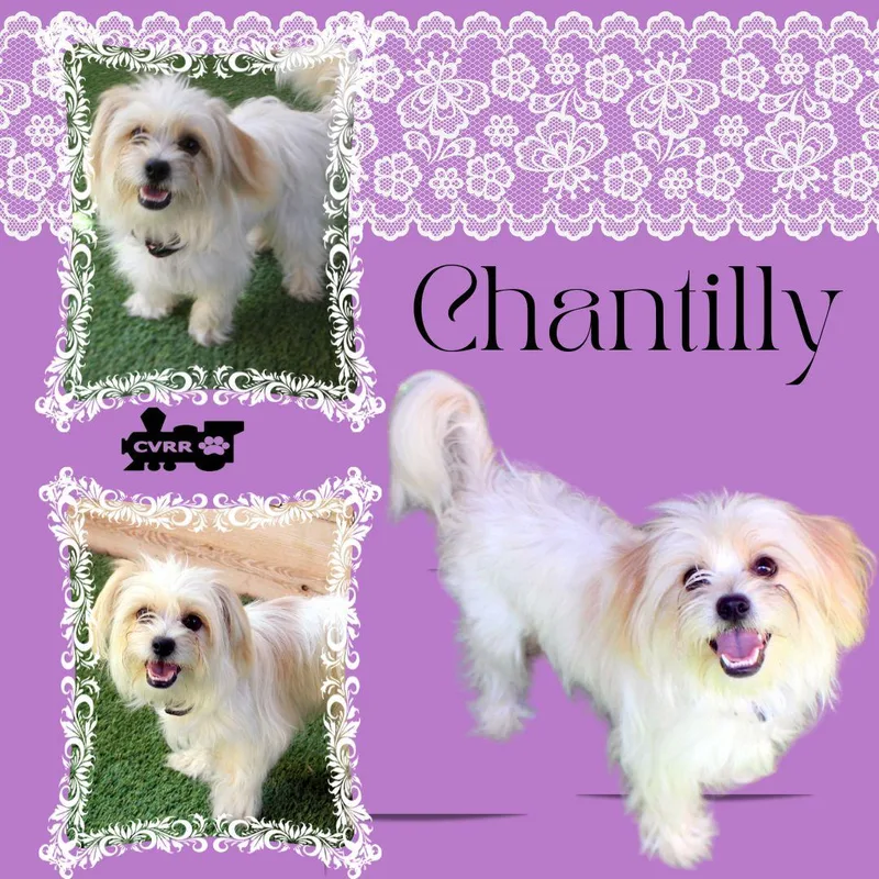 An adult small-sized female Lhasa Apso dog named Chantilly for adoption in LINDSAY, CA