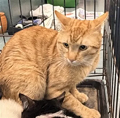 An adult large-sized male Domestic Short Hair cat named Cream for adoption in Chatsworth, CA