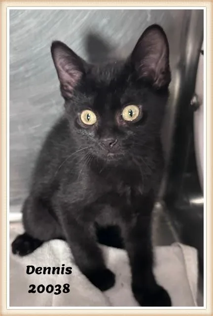 A baby medium-sized male Black Domestic Short Hair cat named Dennis for adoption in Marietta, GA