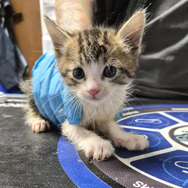 A baby small-sized male White Domestic Short Hair cat named Pebble for adoption in Wahiawa, HI