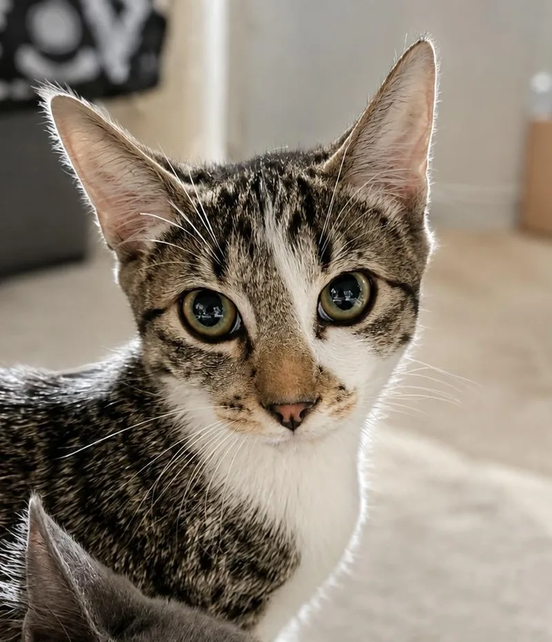 A baby small-sized male Domestic Short Hair cat named Scout for adoption in Rio Linda, CA