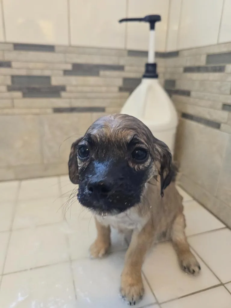 Rapunzel thumbnail 2