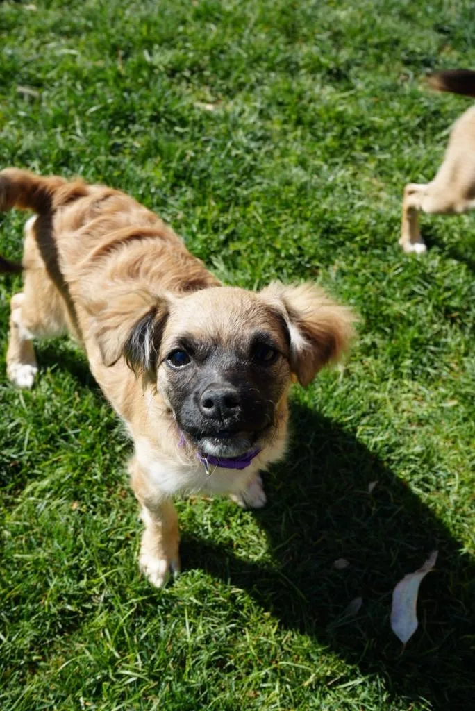 Rapunzel thumbnail 4