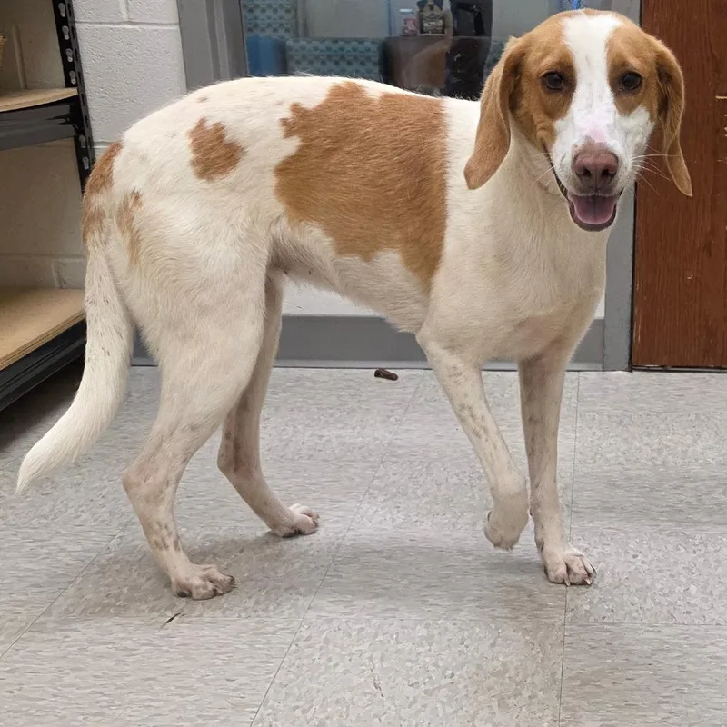 An adult medium-sized female White / Cream Hound dog named Paisley for adoption in Chatham, VA