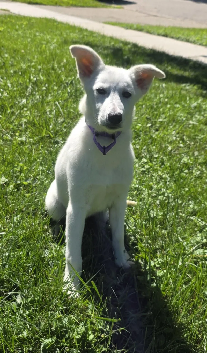A young large-sized female Shepherd dog named Misty for adoption in Elgin, IL