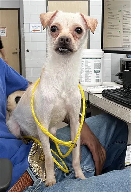 A young medium-sized male Mixed Breed dog named Cosmo for adoption in Dallas, TX