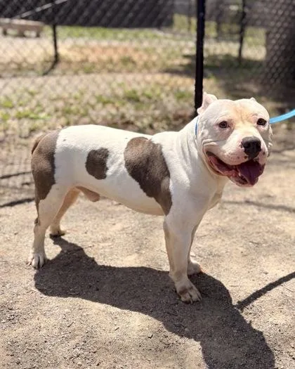 An adult large-sized male Mixed Breed dog named Nigel for adoption in Fairfax, VA