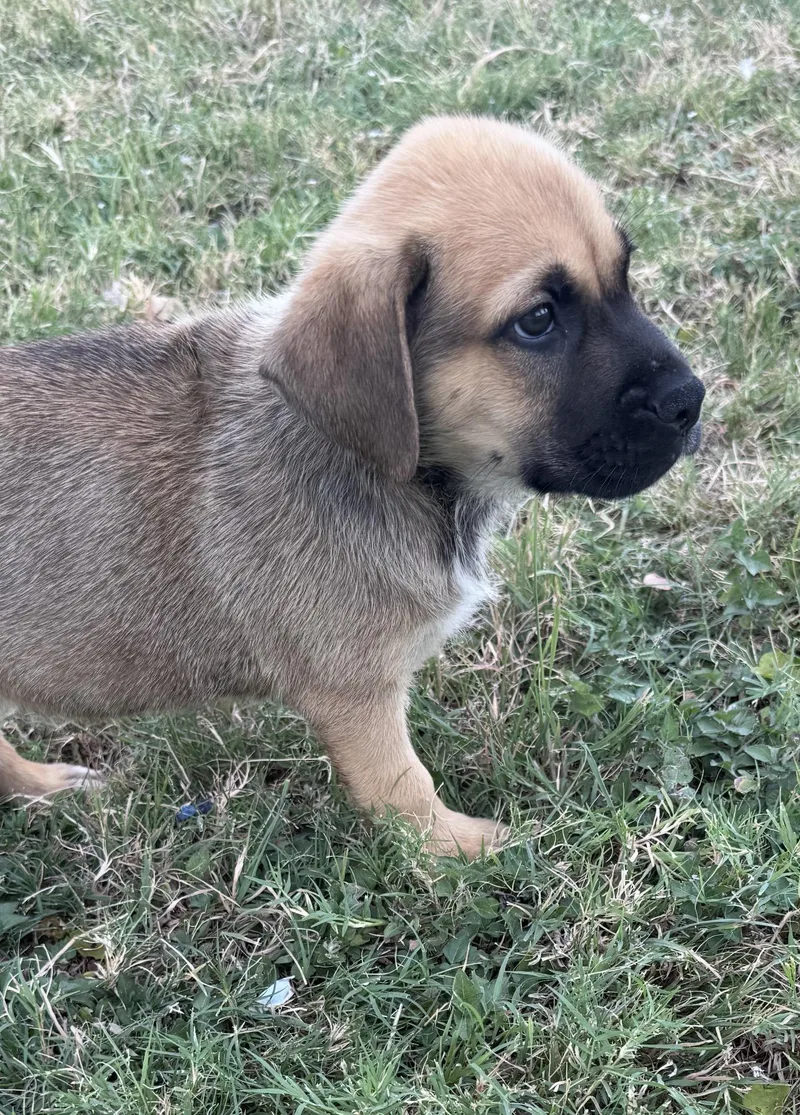 A young medium-sized male Australian Shepherd dog named Max for adoption in Forney, TX
