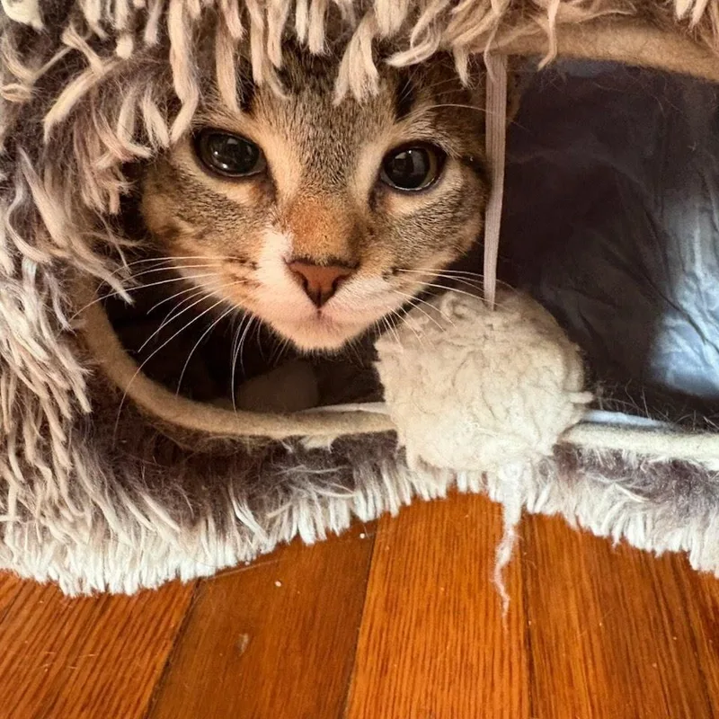 A baby medium-sized male White Tabby cat named Pickle Spear for adoption in Oswego, NY