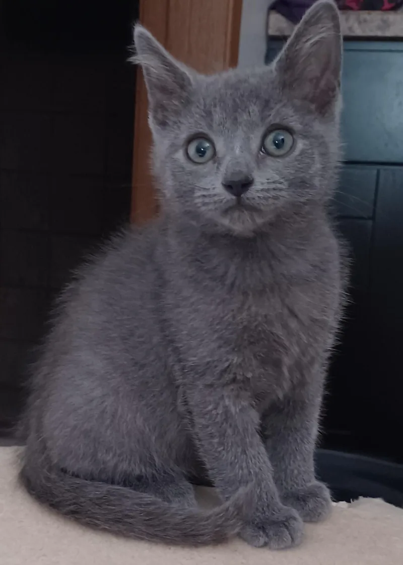A baby medium-sized female Gray / Blue / Silver Domestic Short Hair cat named Adrian for adoption in Bolingbrook, IL