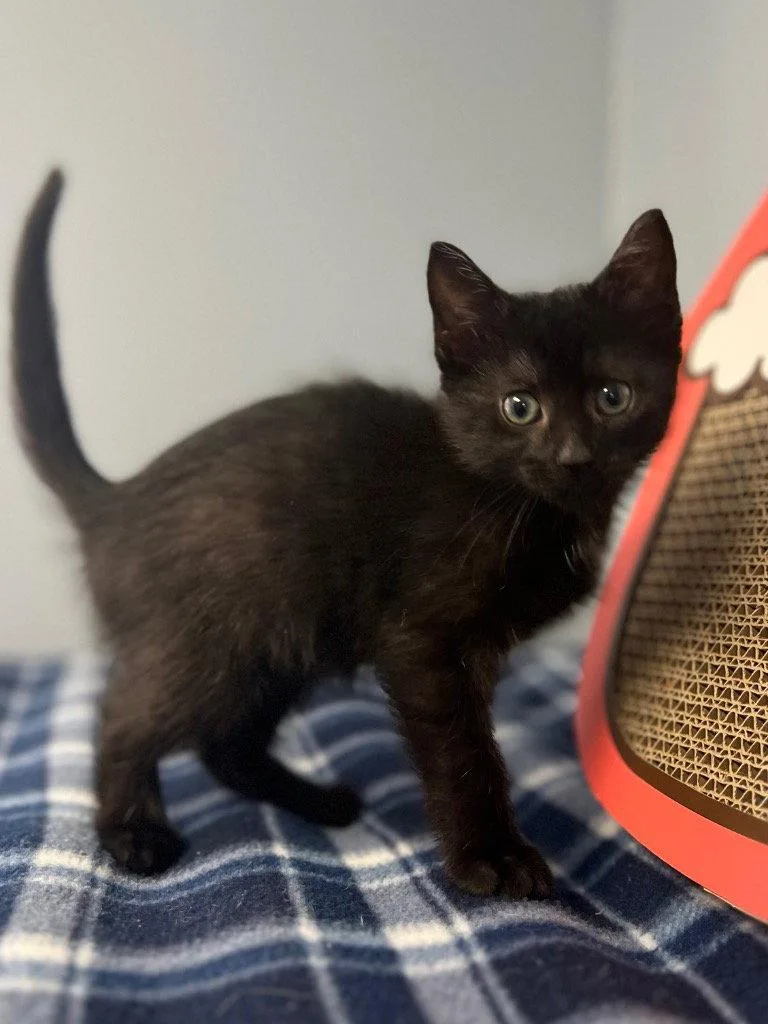 A baby small-sized female Domestic Short Hair cat named Irelyn for adoption in Lovingston, VA