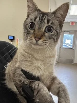 An adult small-sized female Domestic Short Hair cat named Juice for adoption in Farmers Branch, TX