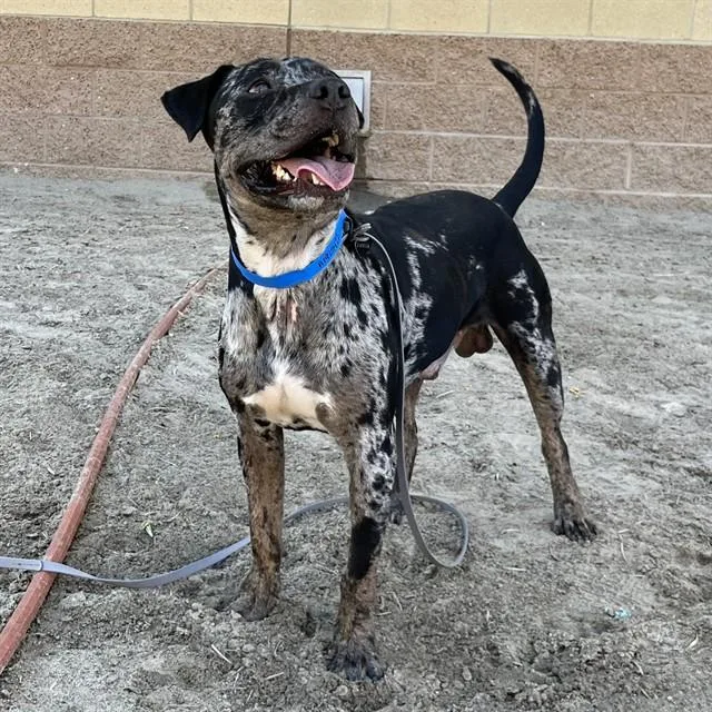 A young medium-sized male Pit Bull Terrier dog named Otis for adoption in Thousand Palms, CA