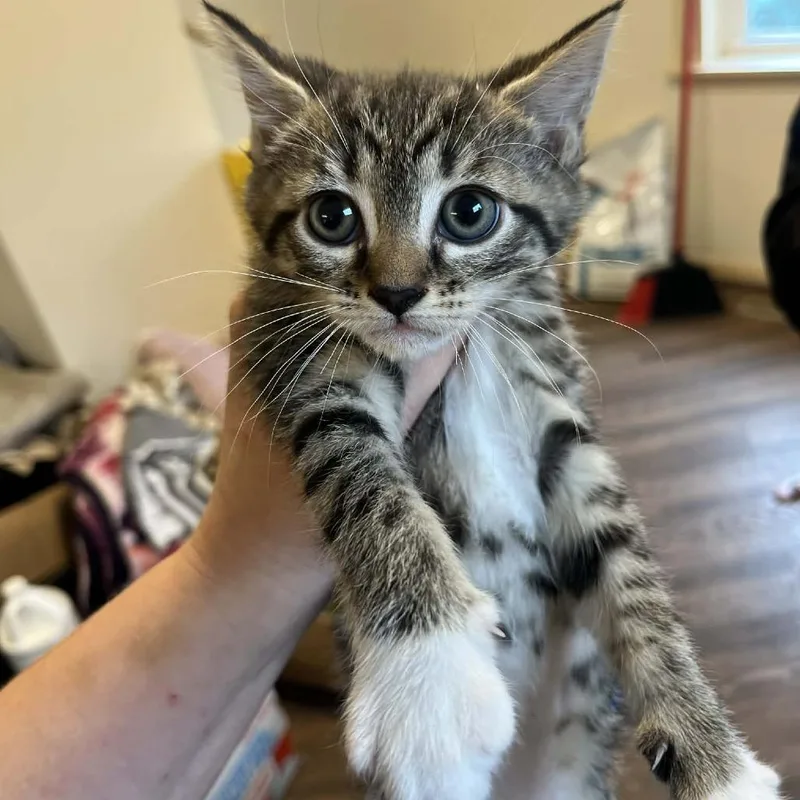 A baby small-sized female Brown / Chocolate Domestic Short Hair cat named Daisy for adoption in Pasadena , MD