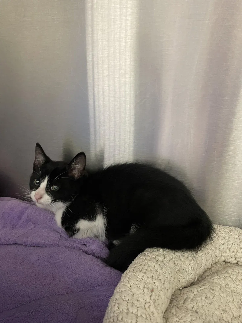 A baby medium-sized male Black & White / Tuxedo Domestic Short Hair cat named Flint for adoption in Georgetown, KY