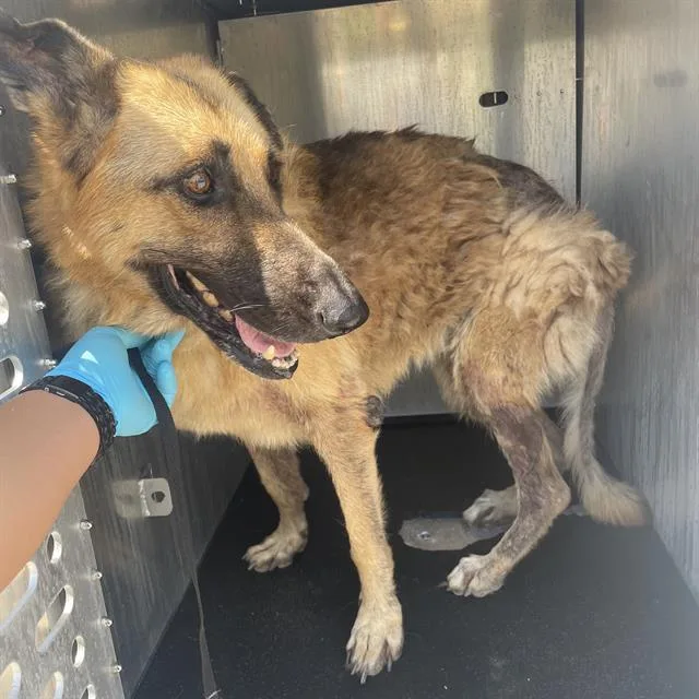 An adult large-sized female German Shepherd Dog dog named Chloe for adoption in San Antonio, TX