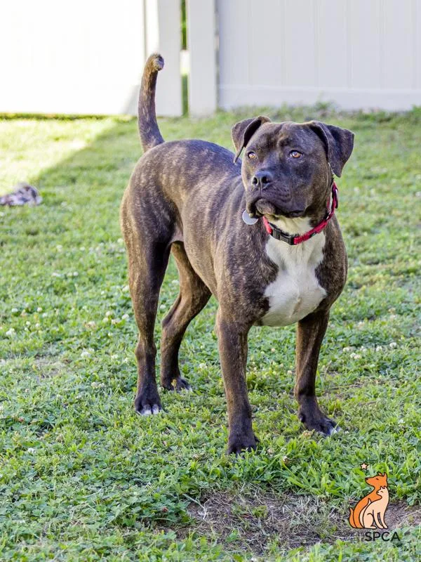 An adult large-sized male Pit Bull Terrier dog named Styles for adoption in Roanoke, VA