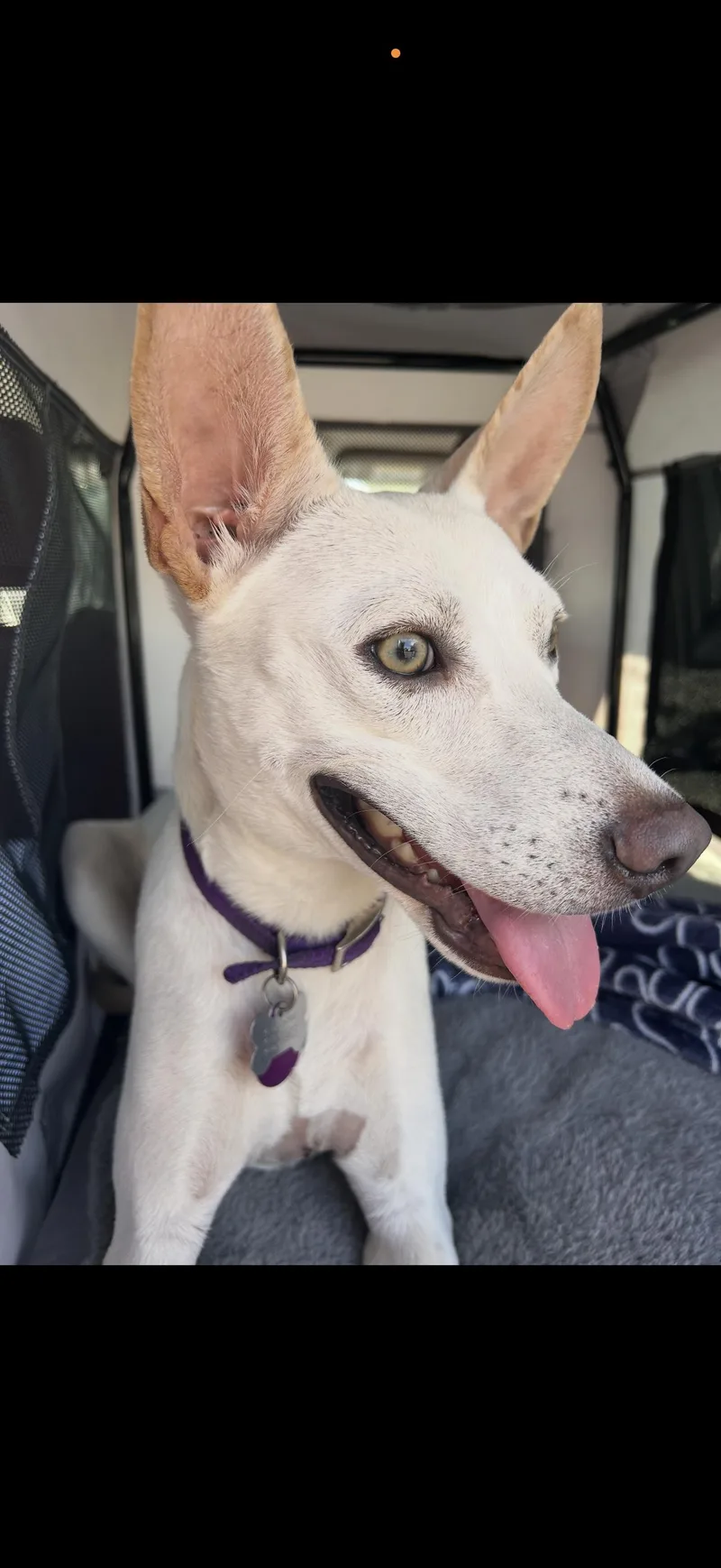 Zoey  The Precious thumbnail 2