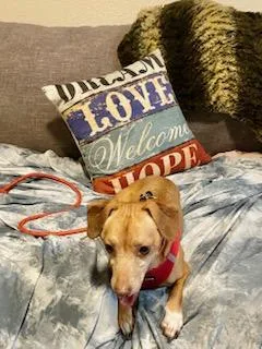 An adult small-sized male Dachshund dog named Louie for adoption in Tampa, FL