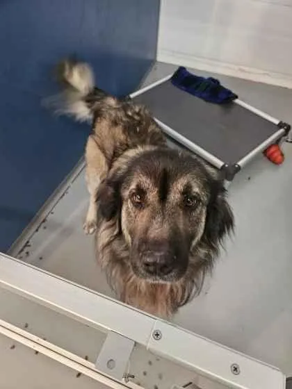 An adult large-sized male Shepherd dog named Titan for adoption in Mount Pleasant, IA