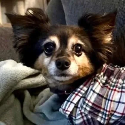 An adult small-sized male Pomeranian dog named Lil Oscar for adoption in Elk Grove Village, IL