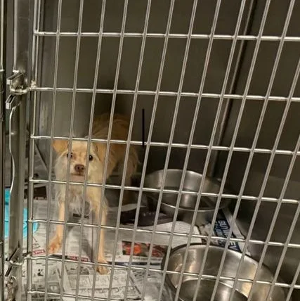 A young small-sized female White / Cream Chihuahua dog named Naomi for adoption in Chicago, IL