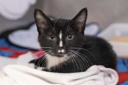 A young small-sized female Domestic Short Hair cat named B Camila for adoption in North Charleston, SC