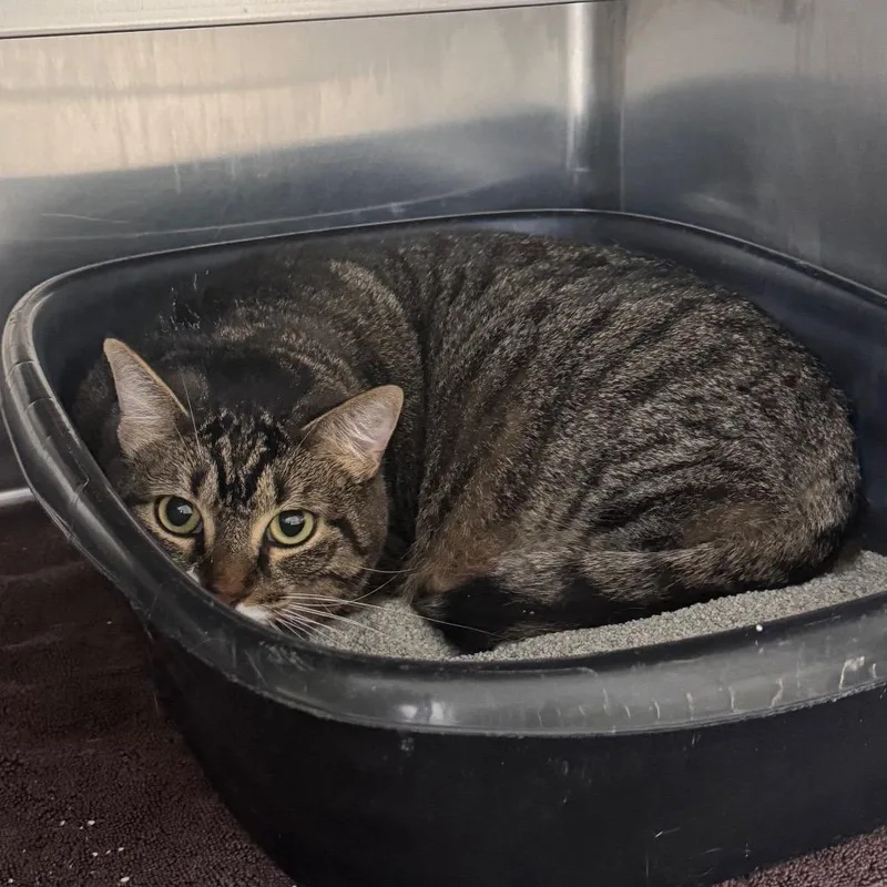 An adult large-sized female Brown / Chocolate Domestic Short Hair cat named Reese's Pieces for adoption in Middleburg, FL