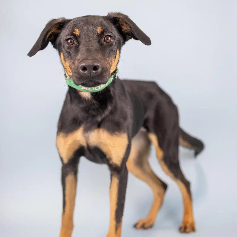 An adult medium-sized female Black Mixed Breed dog named Harper for adoption in Portland, OR