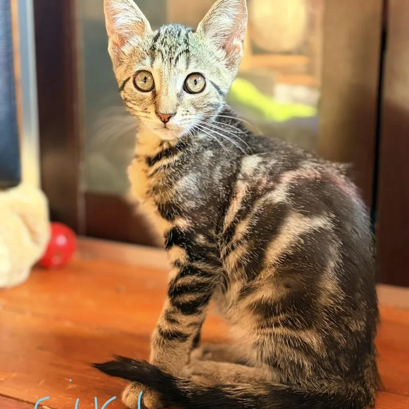 A baby small-sized female Gray / Blue / Silver Domestic Short Hair cat named Darla for adoption in Aldie, VA