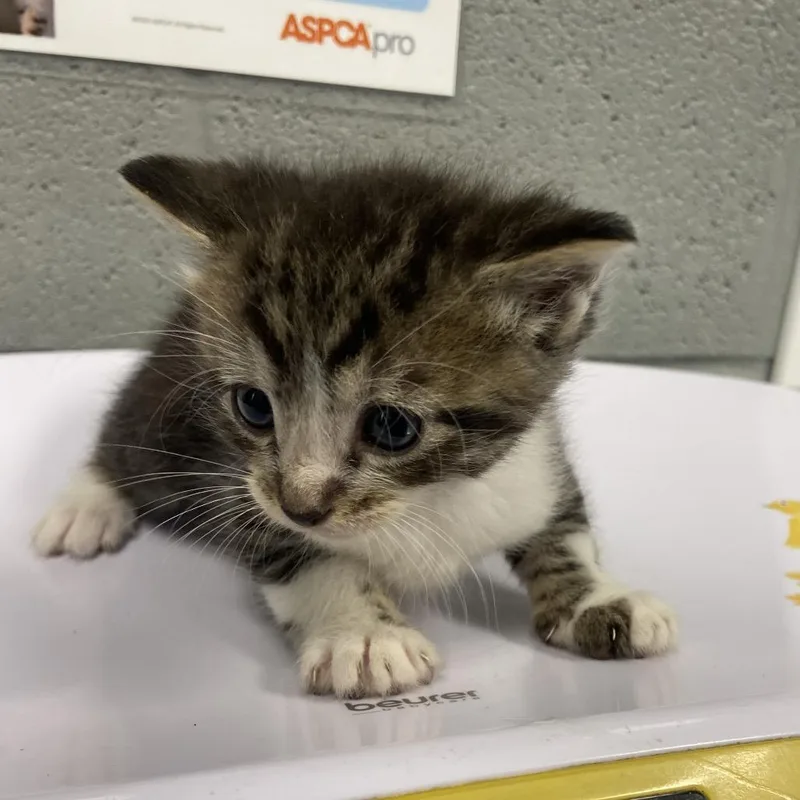 A baby small-sized male Brown / Chocolate Domestic Short Hair cat named Alfie for adoption in Allentown, PA