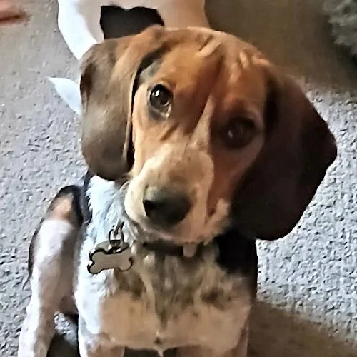 Daisy thumbnail 3