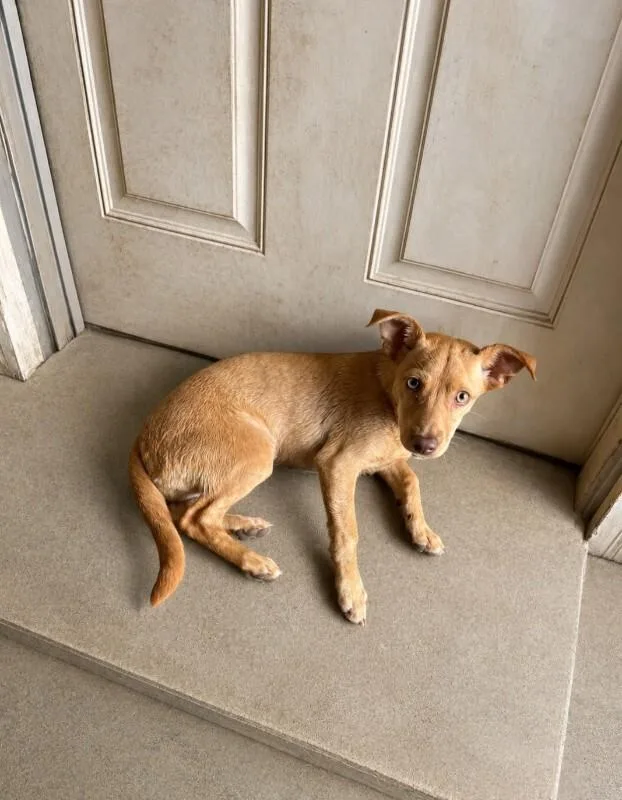 A young small-sized female Yellow / Tan / Blond / Fawn Chihuahua dog named Gracie for adoption in North Bend, WA