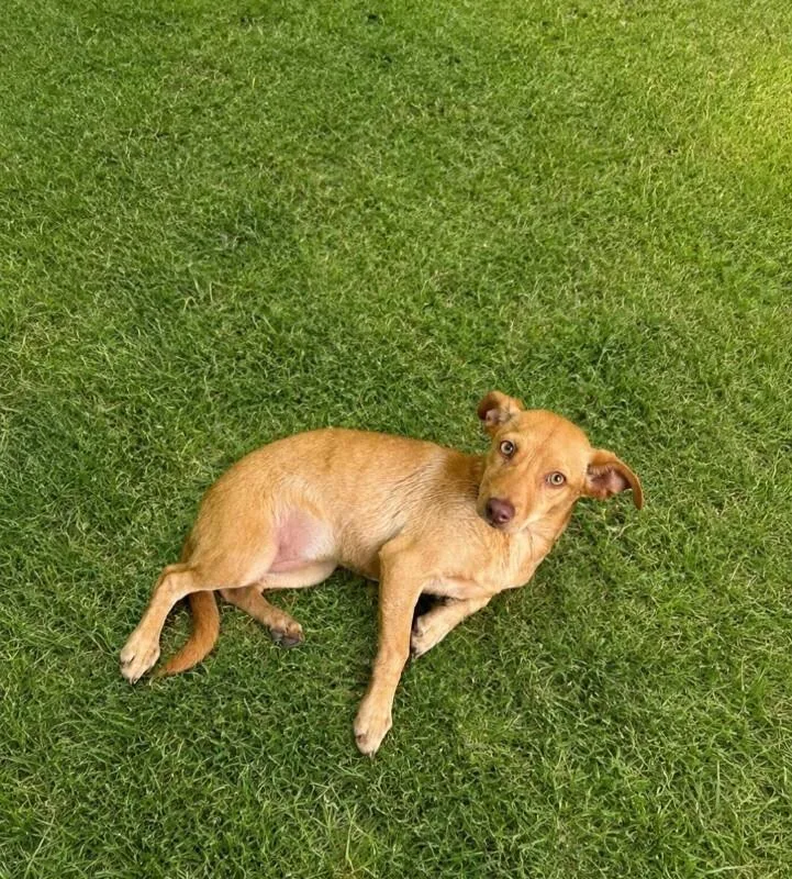 Gracie thumbnail 2