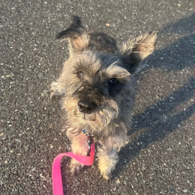 Pepper thumbnail 3