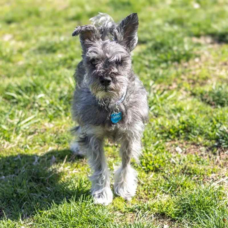 Pepper thumbnail 5