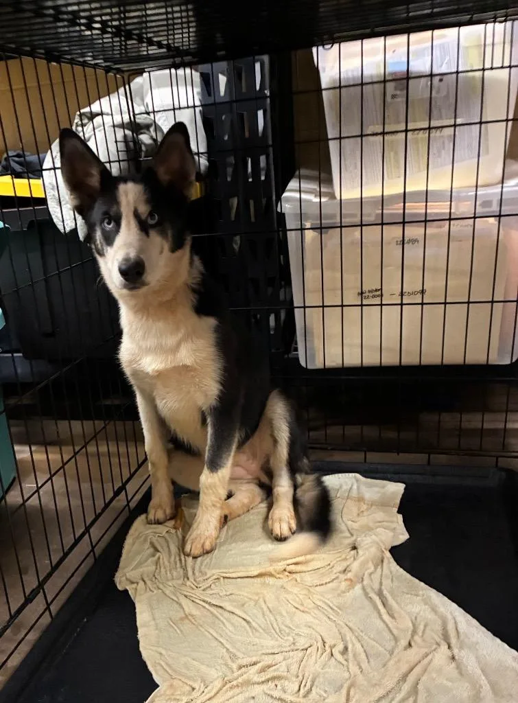 A baby small-sized female Siberian Husky dog named Ivy for adoption in Douglasville, GA