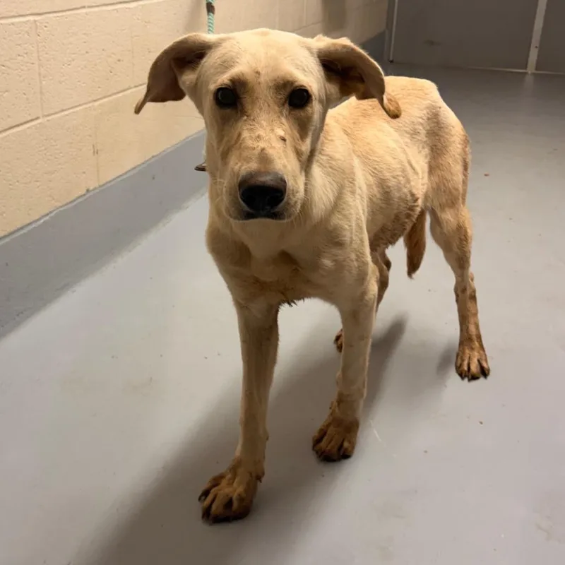 A young medium-sized male Shepherd dog named Phantom for adoption in Concord, NC