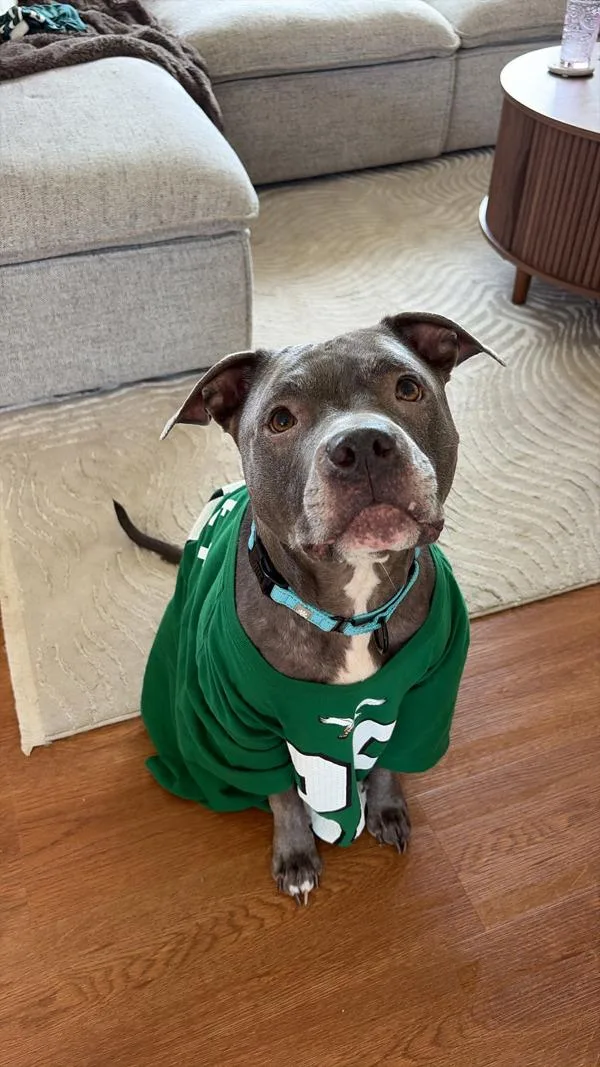 An adult medium-sized female Pit Bull Terrier dog named Sister for adoption in Millersville, MD